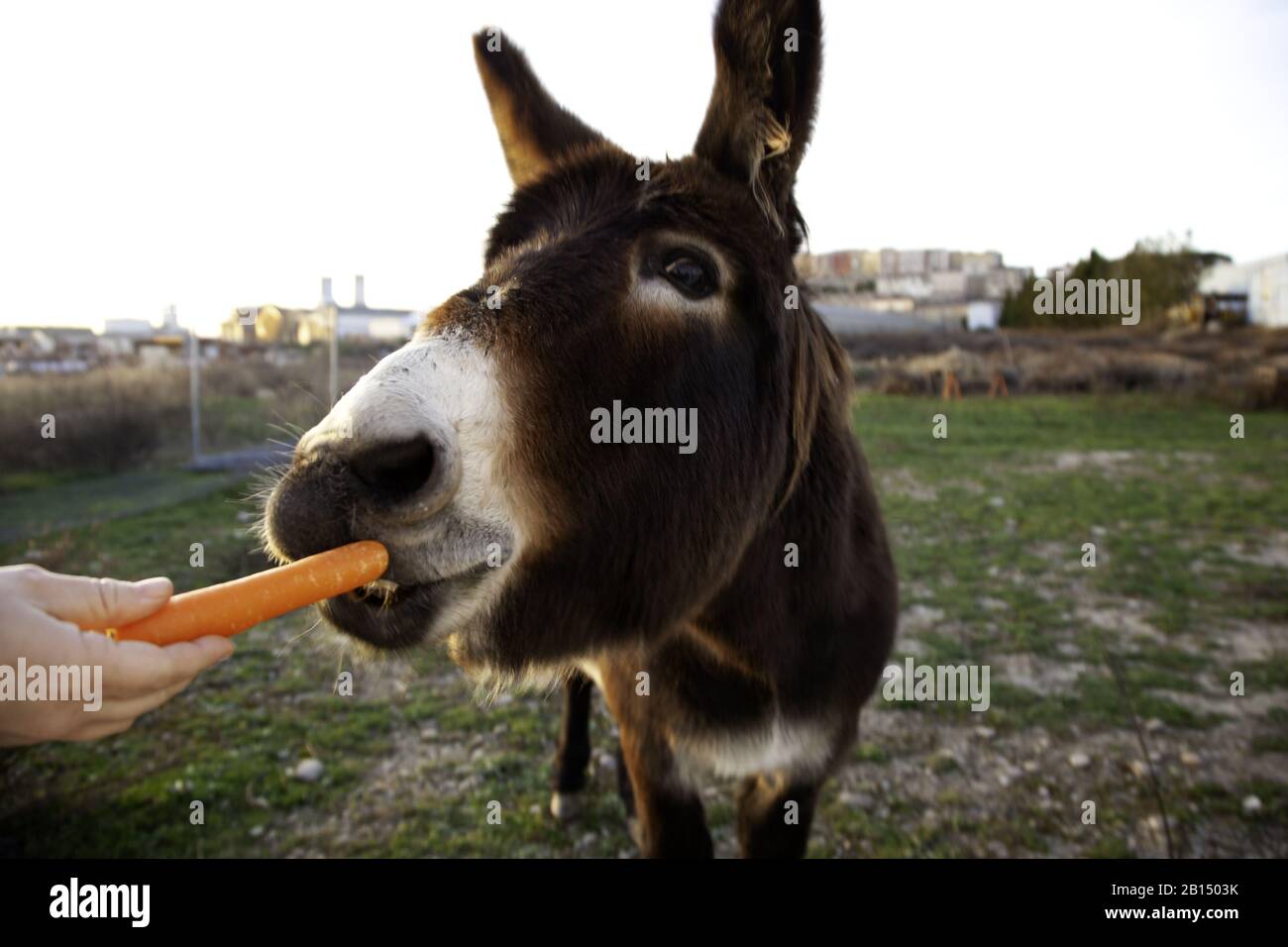 Ânes dans la ferme animale, parc naturel Banque D'Images