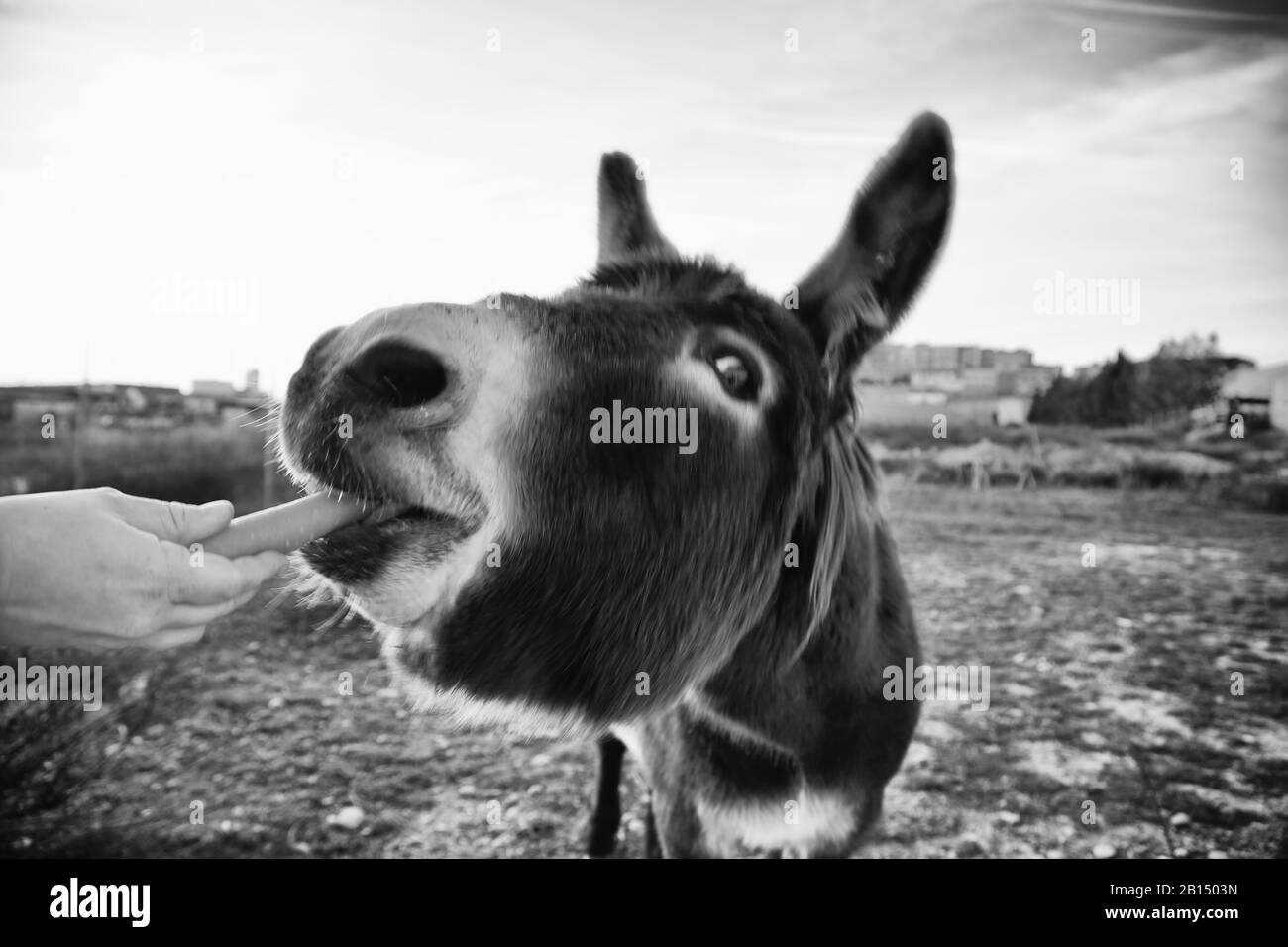 Ânes dans la ferme animale, parc naturel Banque D'Images
