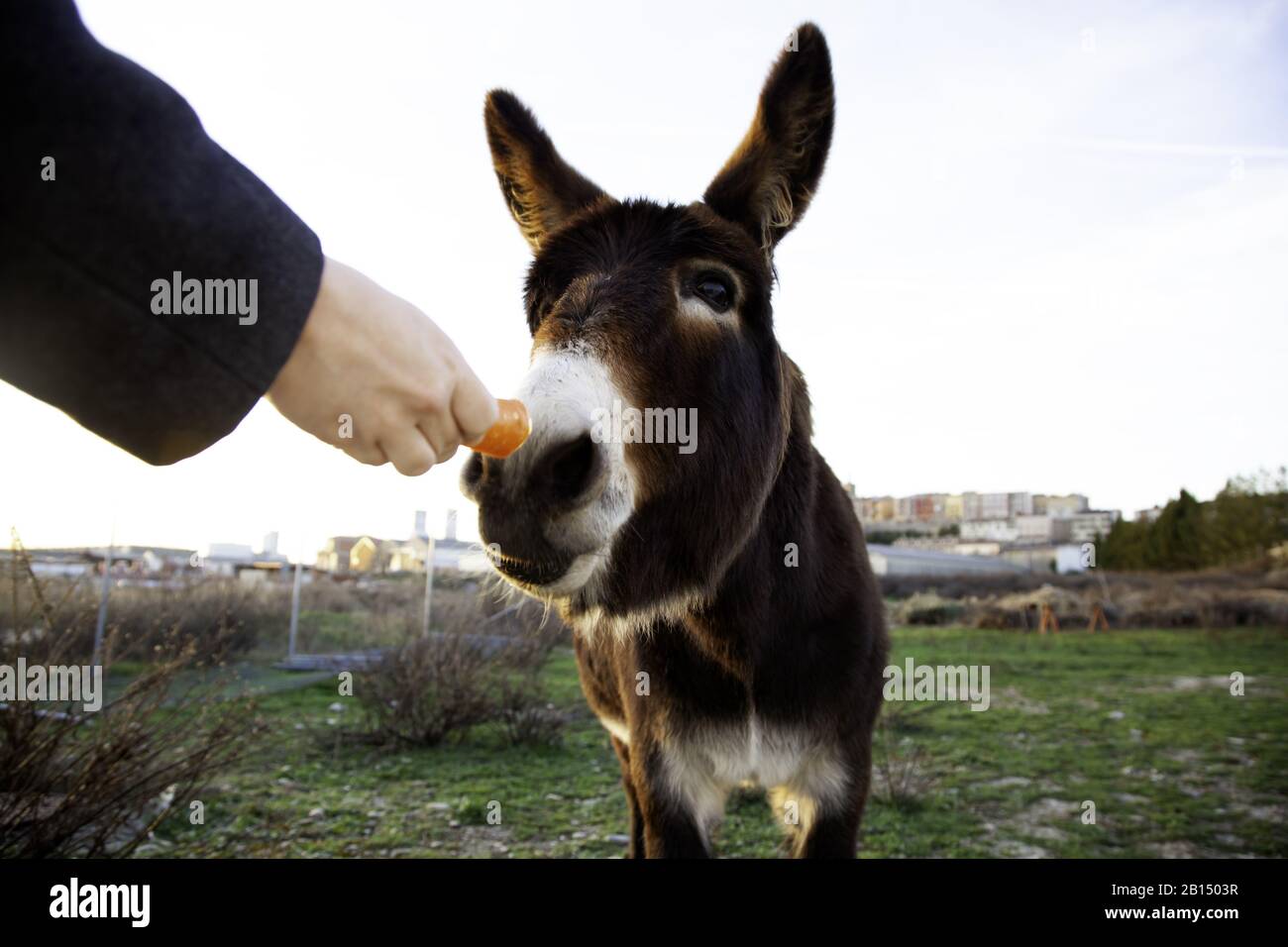 Ânes dans la ferme animale, parc naturel Banque D'Images