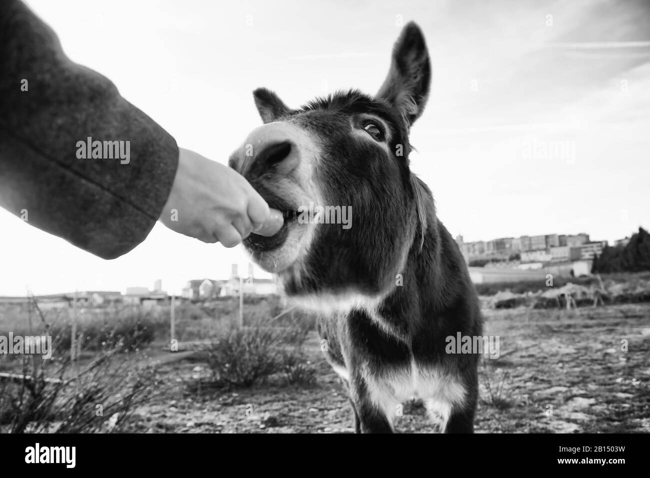 Ânes dans la ferme animale, parc naturel Banque D'Images