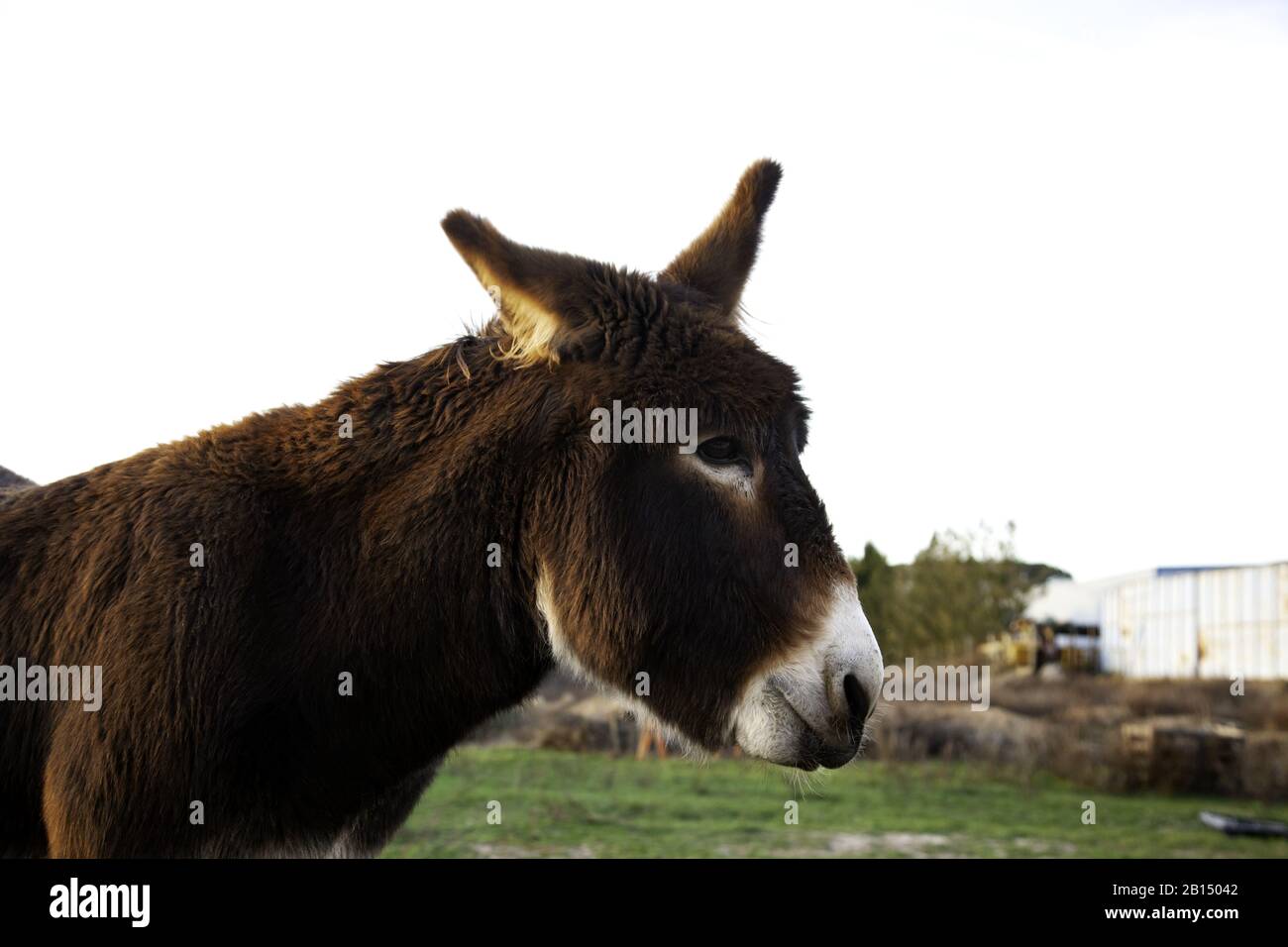 Ânes dans la ferme animale, parc naturel Banque D'Images