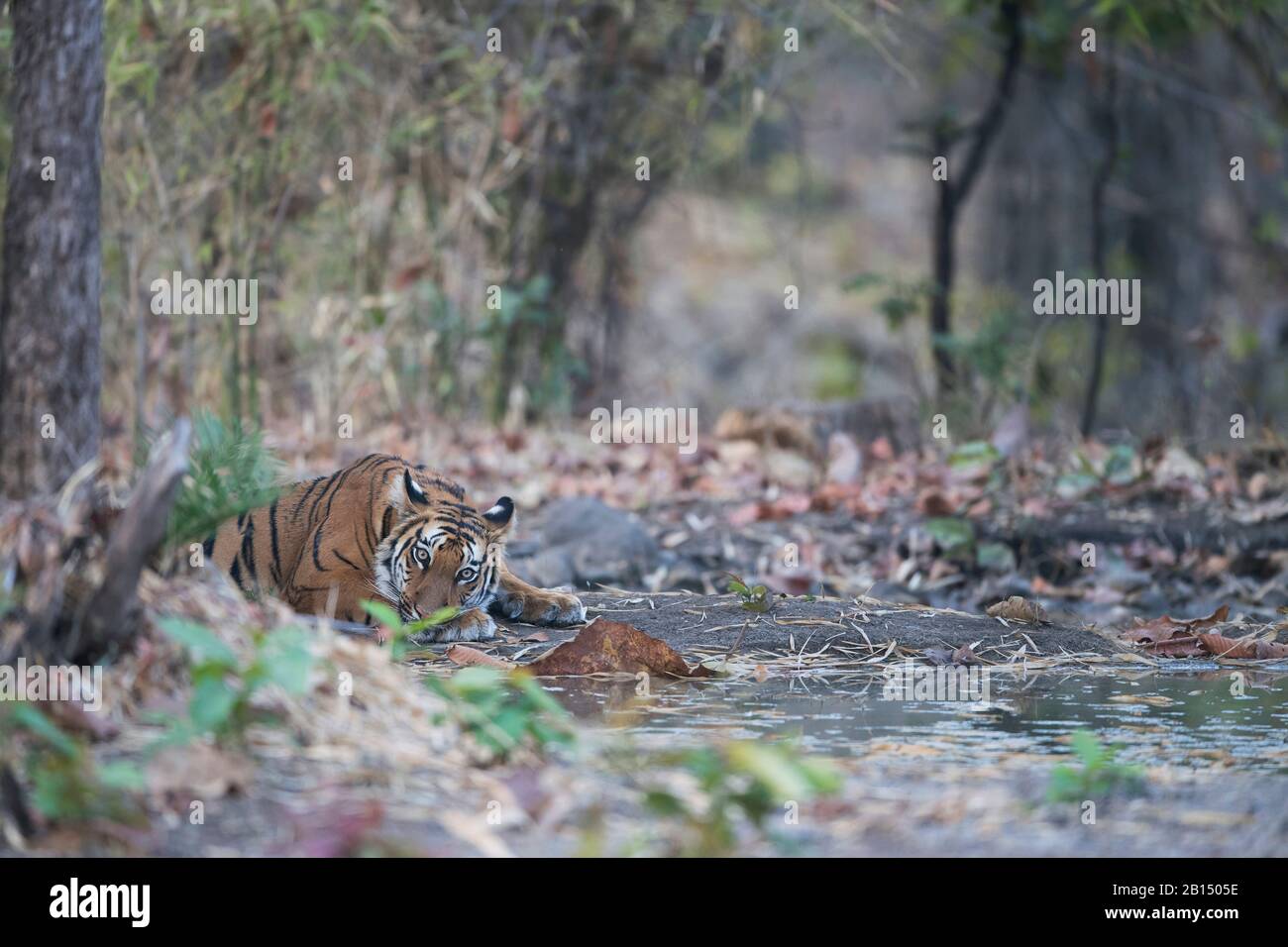 L'image du tigre (Panthera tigris) reposant dans le sanctuaire de la faune de Tipeshwar, Maharashtra, Inde, Asie. Banque D'Images