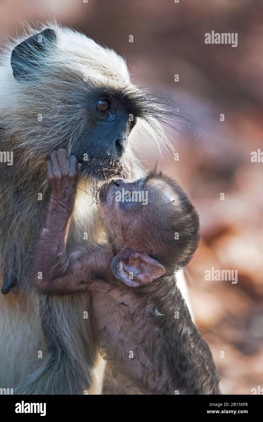 L'image de la mère et du bébé de Grey langur ou Hanuman langur (Semnopithecus) dans le sanctuaire de la faune de Nagzira, Maharashtra, Inde, Asie. Banque D'Images