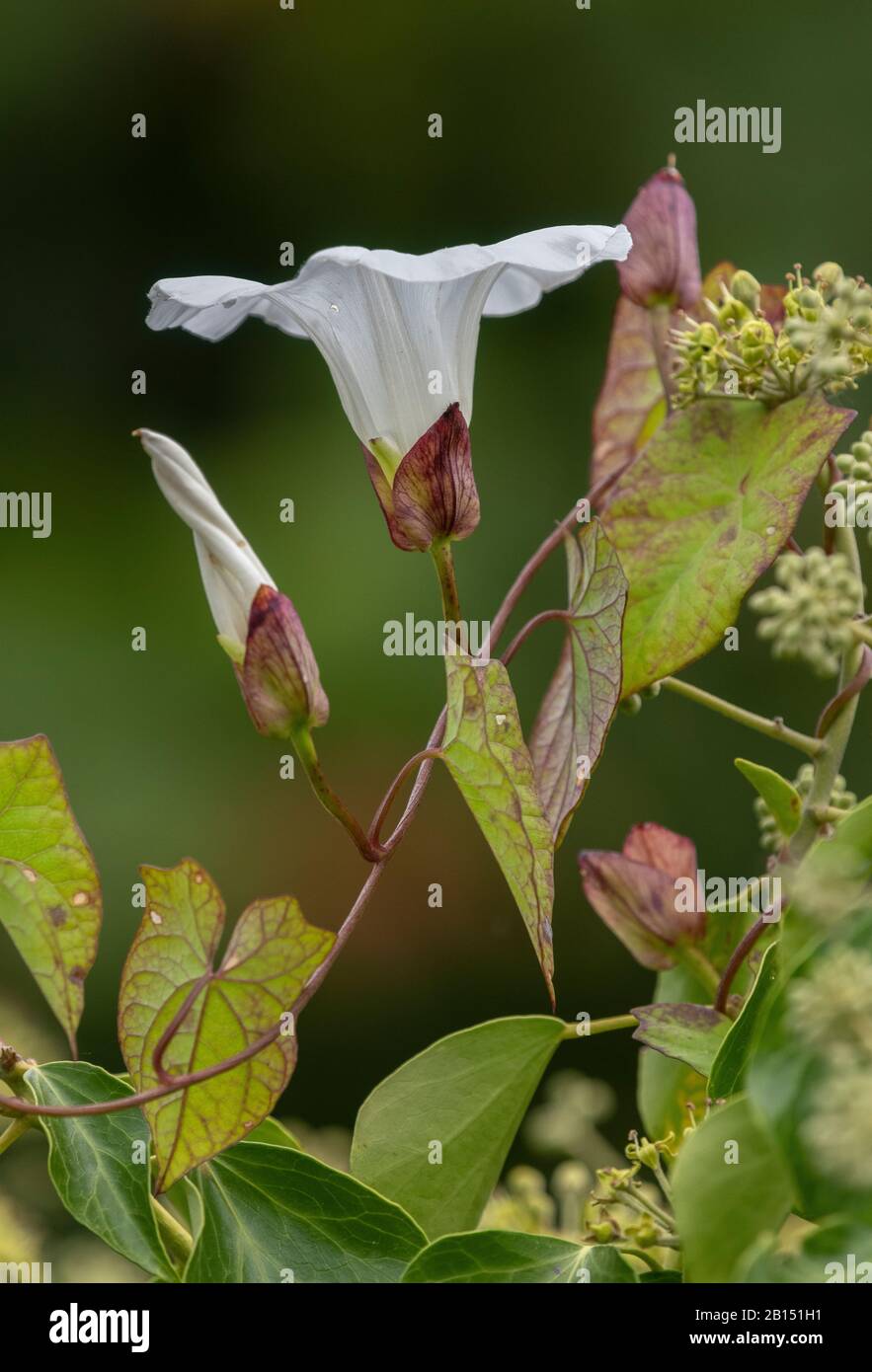 Herbe haie, sépium de Calystegia, en fleur à hedgeriw. Banque D'Images