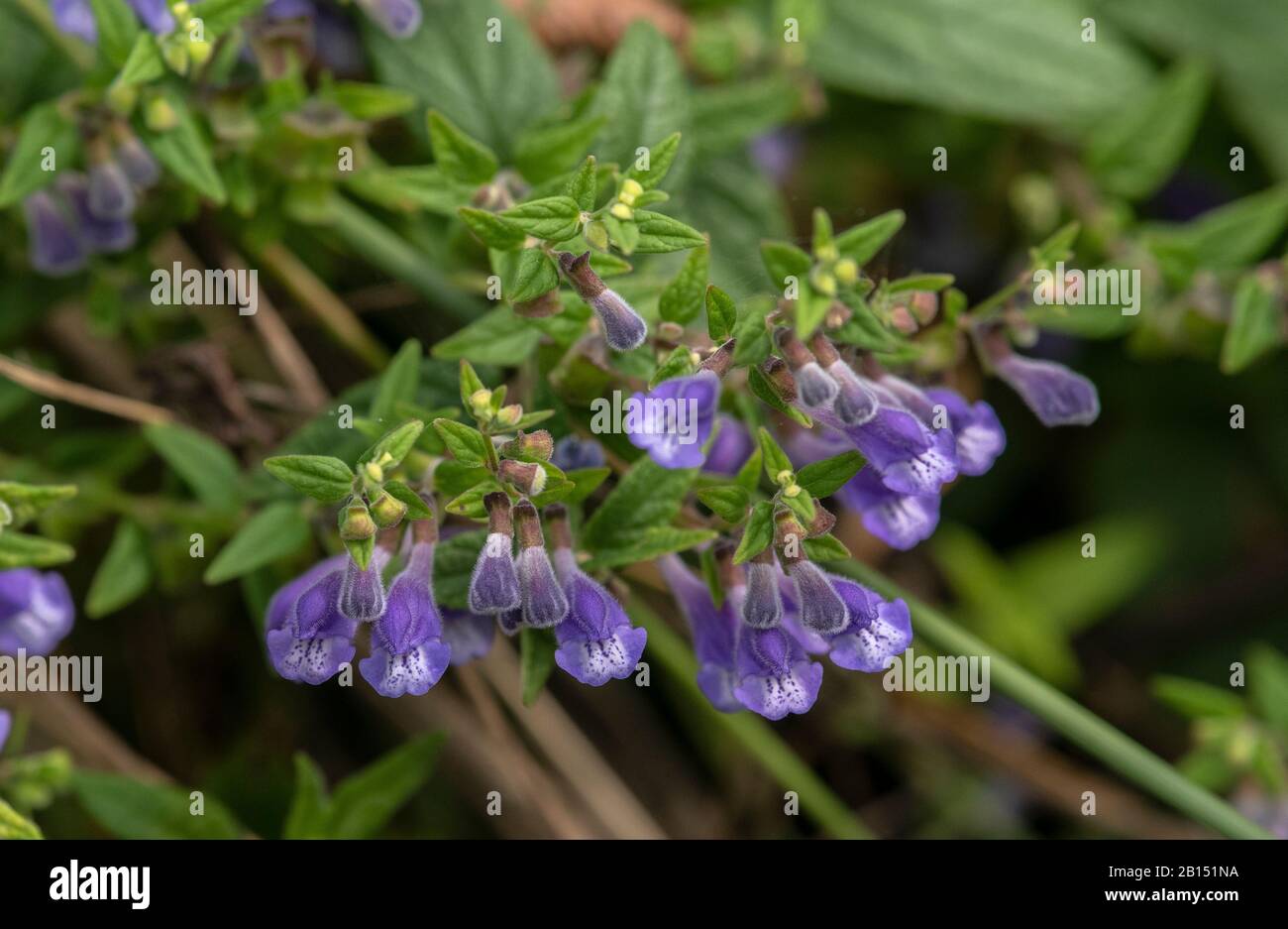 Commun Skullcap, Scutellaria galericulata en fleur sur le côté du fossé. Banque D'Images