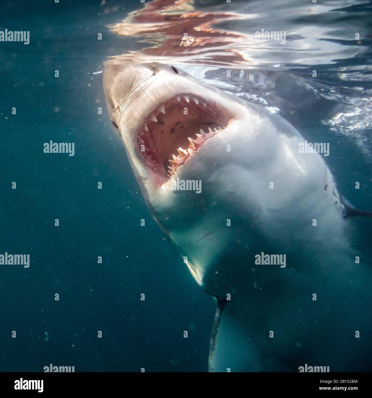 Grand requin blanc (Carcharodon carcharias, Carcharodon rondeletii), homme avec mâchoires ouvertes, Afrique du Sud, False Bay Banque D'Images