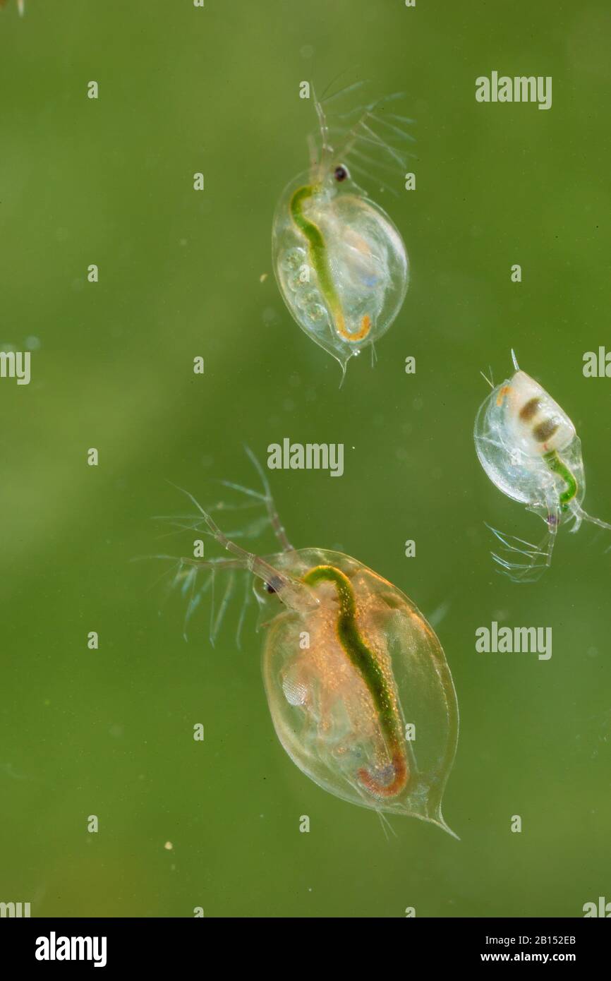Brocante d'eau commune (Daphnia pulex), deux femelles avec progéniture dans leur abdomen et avec Éphippium et un mâle, Allemagne Banque D'Images
