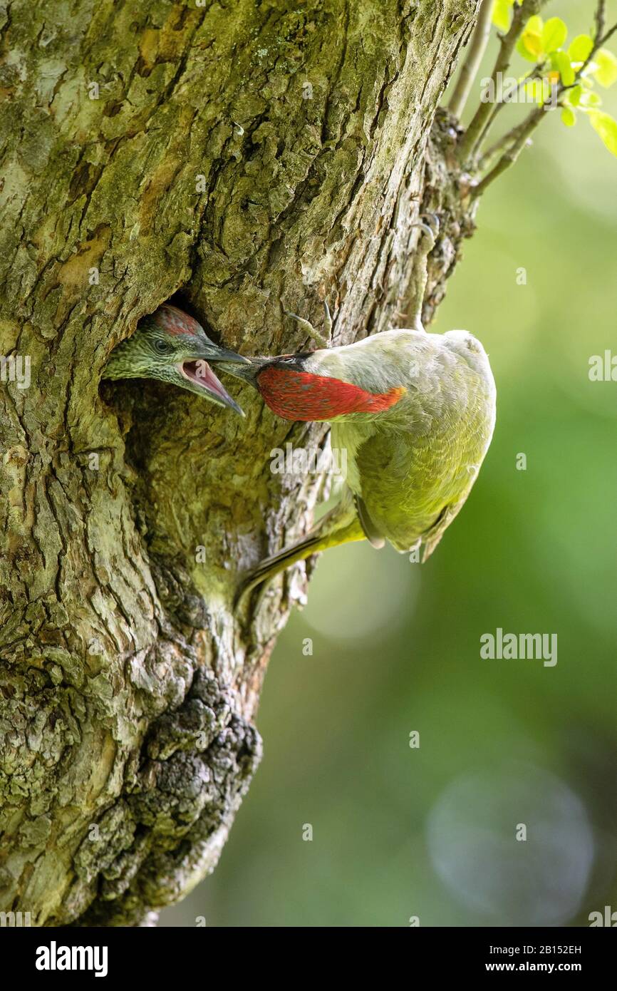 Pic vert (Picus viridis), mâle nourrissant presque un oiseau à part entière dans un trou de reproduction, Allemagne, Bavière, isental Banque D'Images