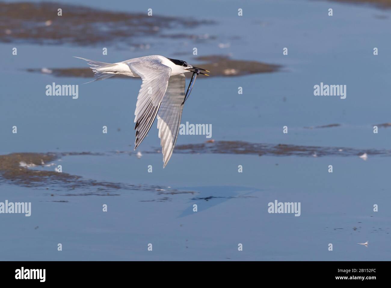 Sandwich (Sterna sandvicensis, Thalasseus sandvicensis), en vol au-dessus de l'eau avec du poisson pêché dans le bec, Pays-Bas, Texel Banque D'Images