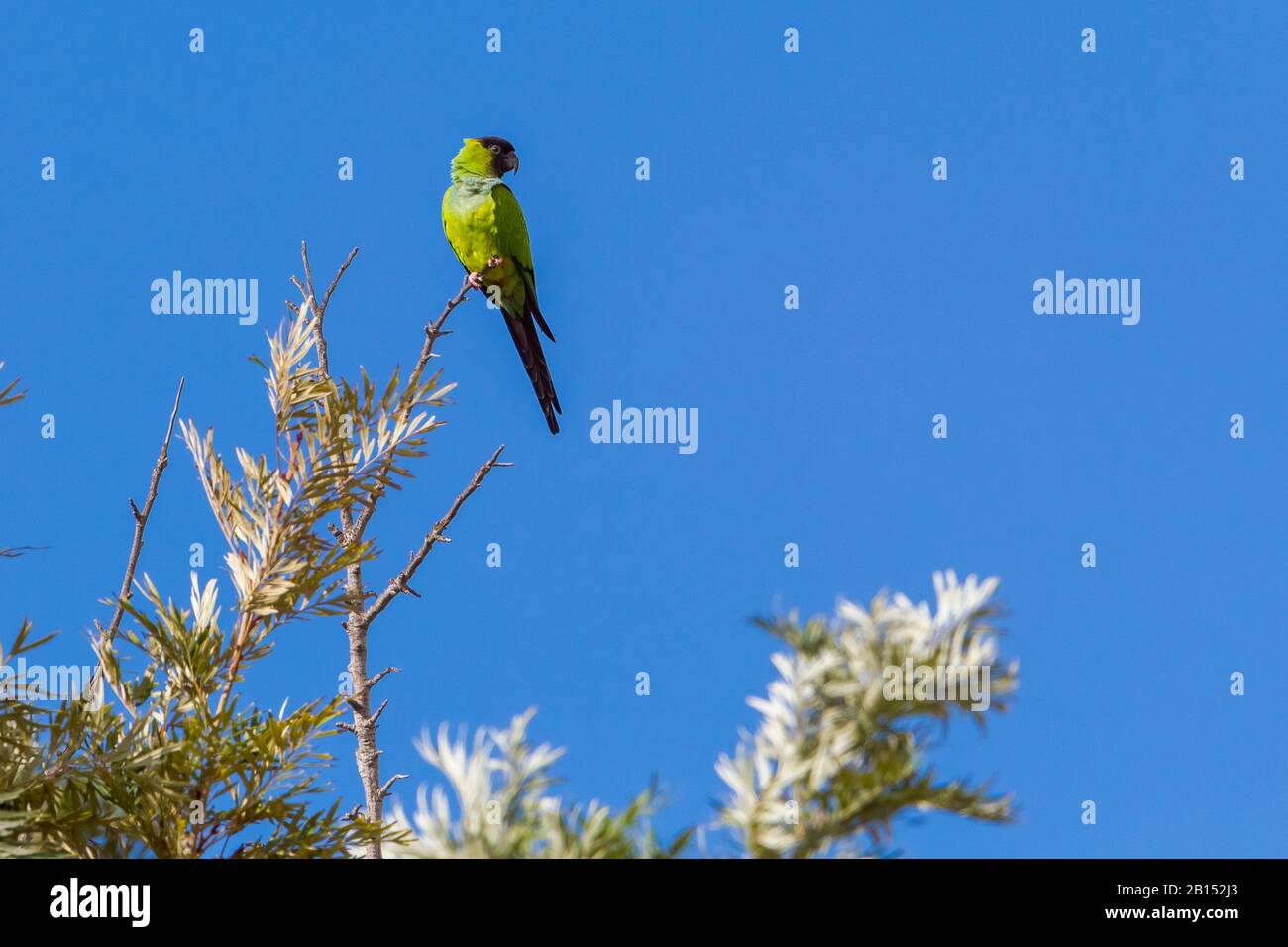 Nanday conure (Aratinga nenday, Nandayus nenday), perché sur un treetop, îles Canaries, Tenerife Banque D'Images