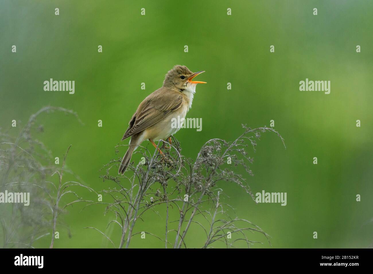 Marsh warbler (Acrocephalus palustris), chantant mâle à l'affût, vue latérale, Allemagne, Bavière, Erdinger Moos Banque D'Images