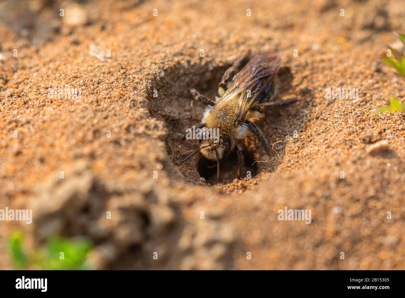 Abeilles minières, abeilles d'aviron (Andrenidae), abeilles minières bourrant un trou de nidification, Allemagne, Bavière Banque D'Images