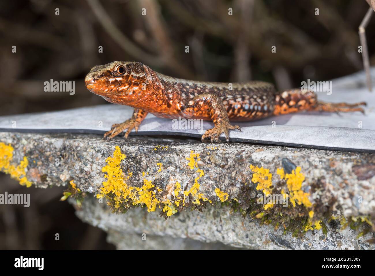 Lézard de mur commun (Lacerta muralis, Podarcis muralis), sur un mur, vue latérale, Autriche, Carinthie Banque D'Images