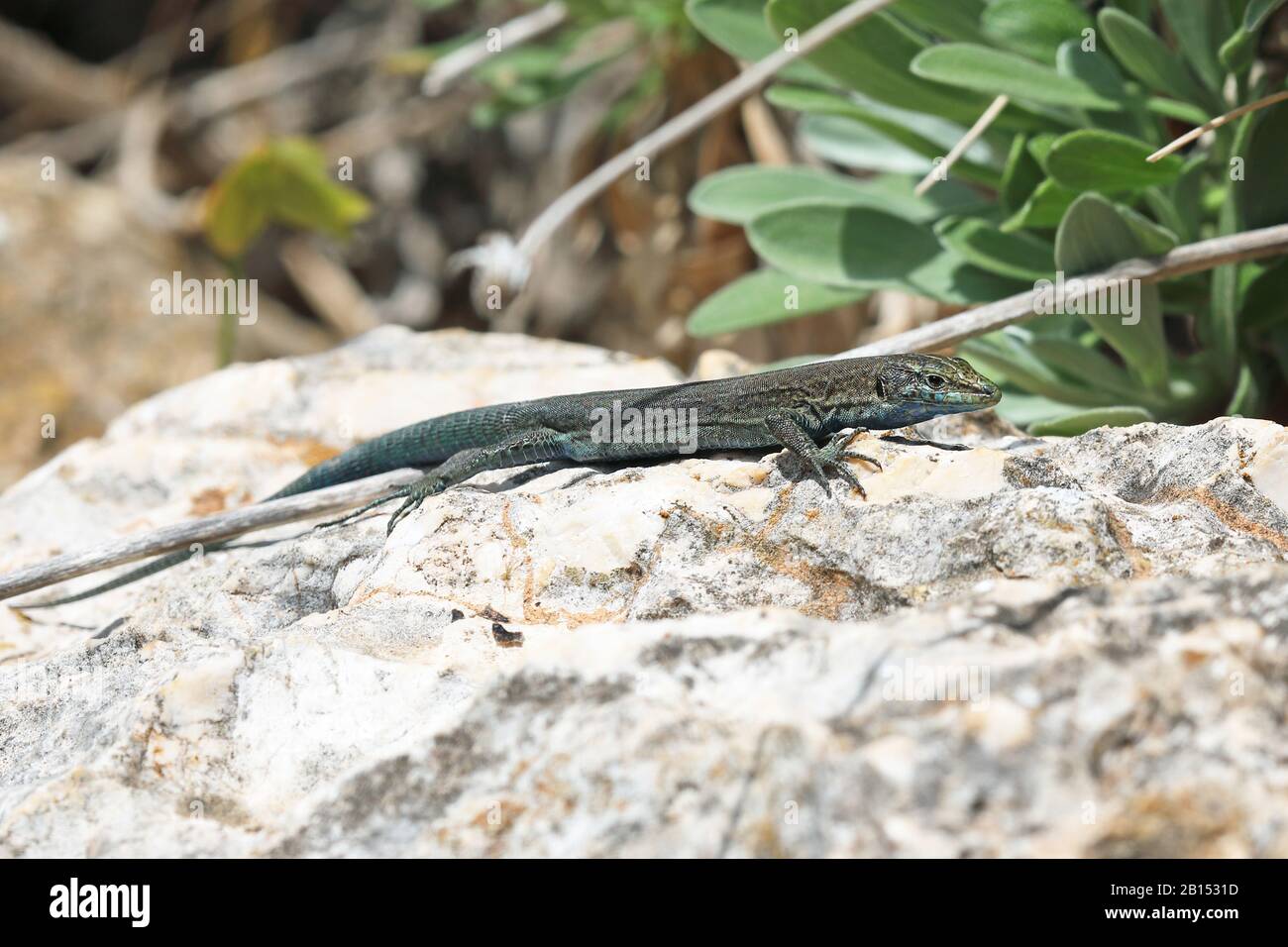 Le lézard mural de Lilford (Podarcis lilfordi, Lacerta lilfordi) se trouve sur une pierre, Espagne, Iles Baléares, Cabrera Banque D'Images