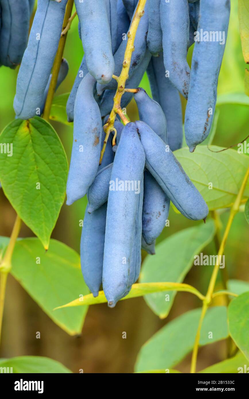 Doigts de l'homme mort, arbuste des haricots bleus, arbre des haricots bleus (Decaisnea fargesii), fructification Banque D'Images