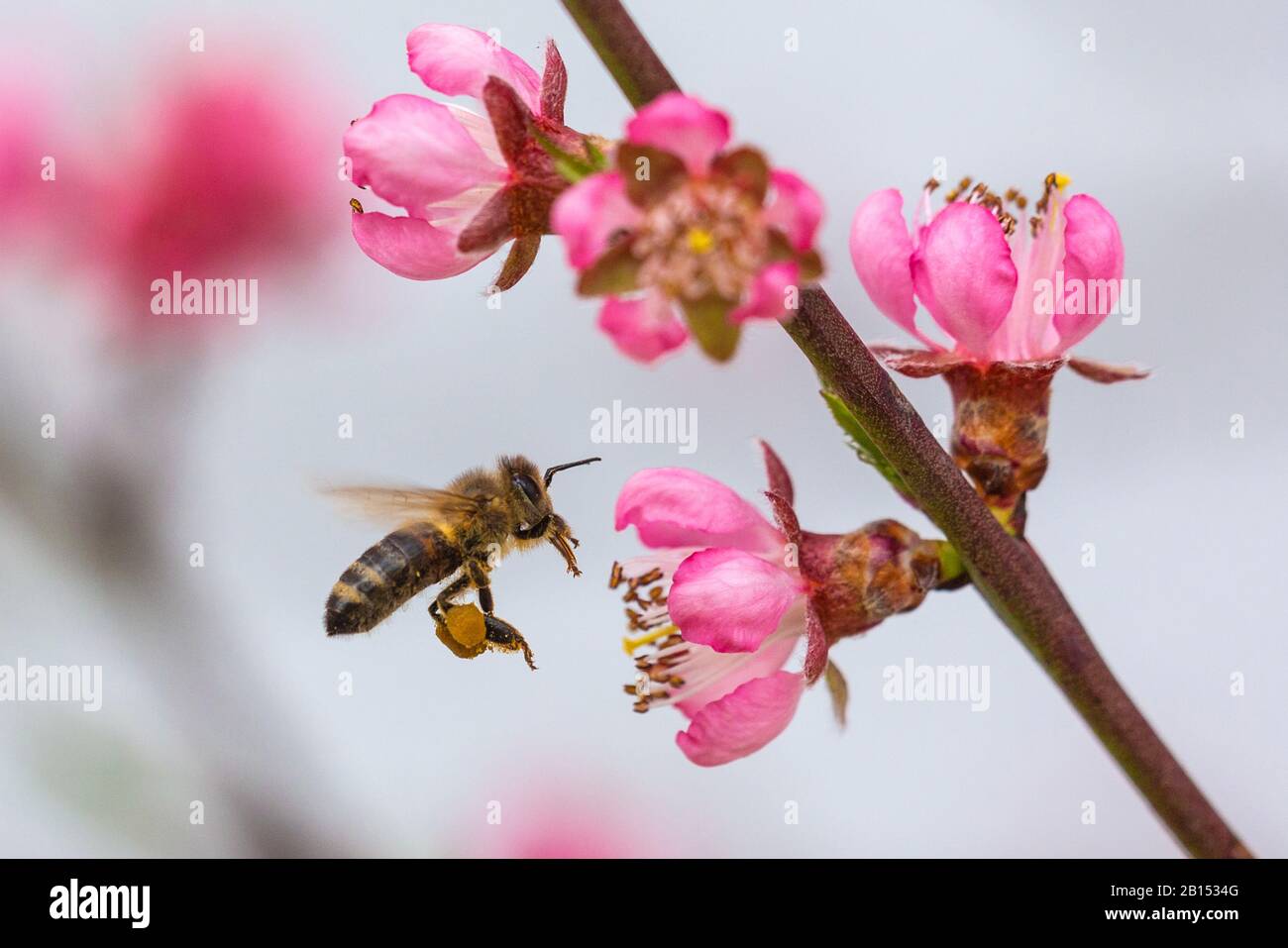 Abeille au miel, abeille ruche (Apis mellifera mellifera), volante, collectant du pollen à la fleur de pêche, vue latérale, Allemagne, Bavière Banque D'Images