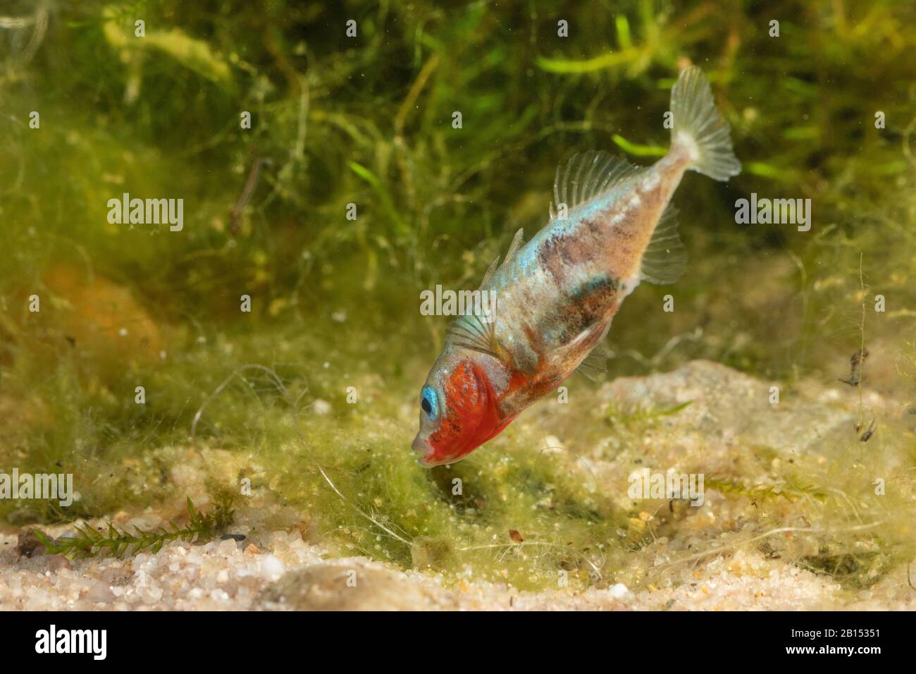 Épinoche à trois épines (Gasterosteus aculeatus), le mâle fanait l'eau douce dans le nid avec ses nageoires pectorales, Allemagne Banque D'Images