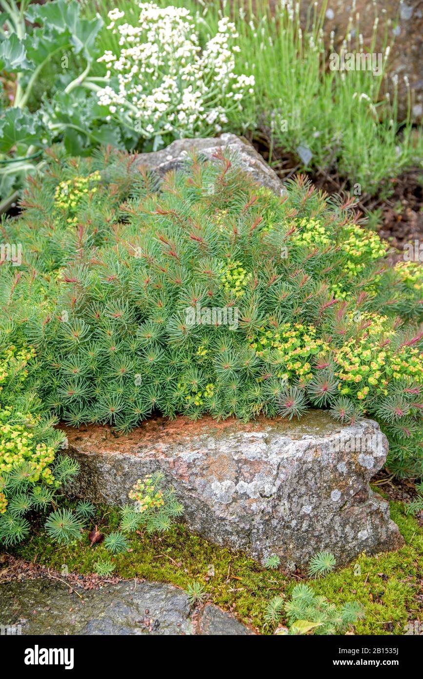 Cyparissias (Euphorbia cyparissias 'Fens Ruby', Euphorbia cyparissias Fens Ruby), cultivar Fens Ruby, Suède, Vaestra Goetalands laen Banque D'Images