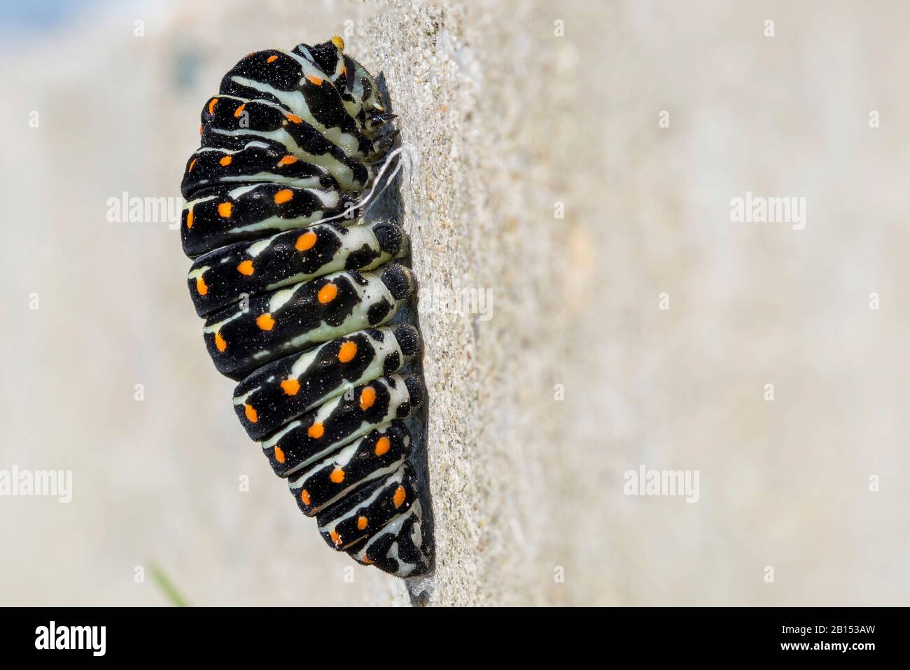 Swallowtail (Papilio machaon), caterpillar avant la nymphose, Allemagne, Mecklembourg-Poméranie occidentale Banque D'Images