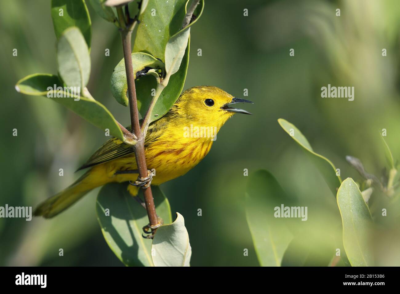 Paruline jaune (Dendroica petéchia), mâle unique, Cuba, parc national Zapata Banque D'Images