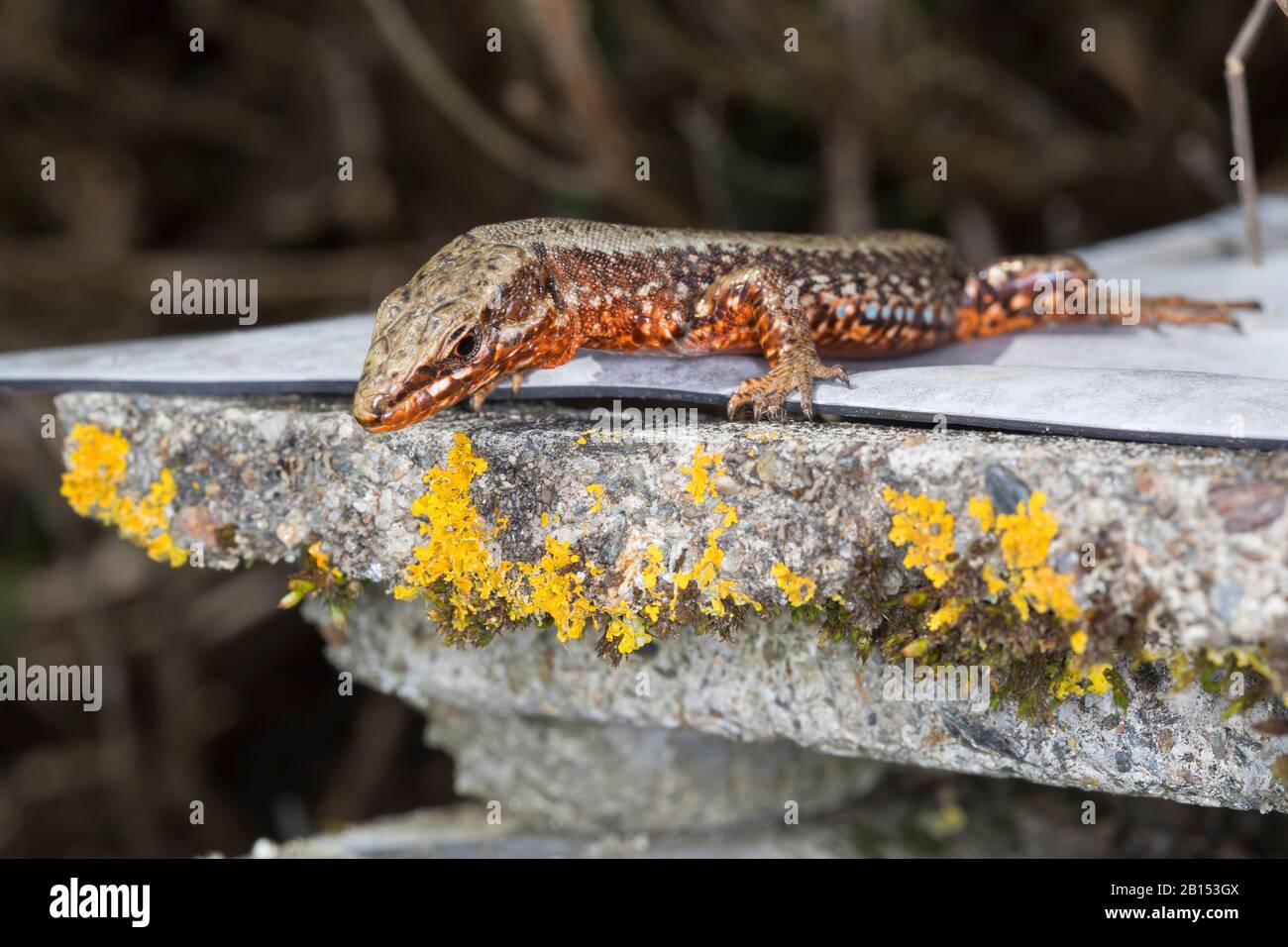 Lézard de mur commun (Lacerta muralis, Podarcis muralis), sur un mur, vue latérale, Autriche, Carinthie Banque D'Images