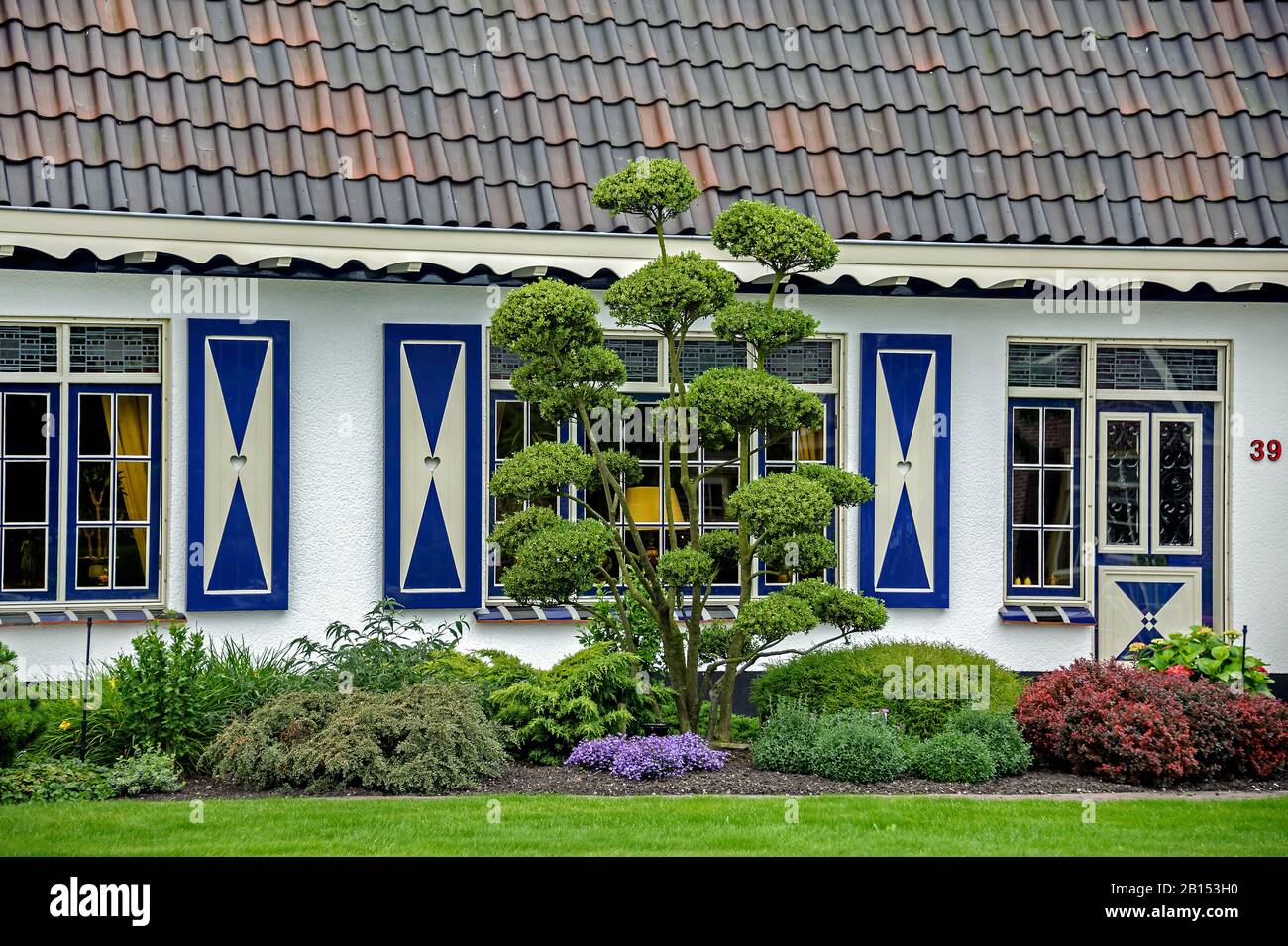 Houx japonais (Ilex crenata), dans un jardin en façade, Pays-Bas Banque D'Images