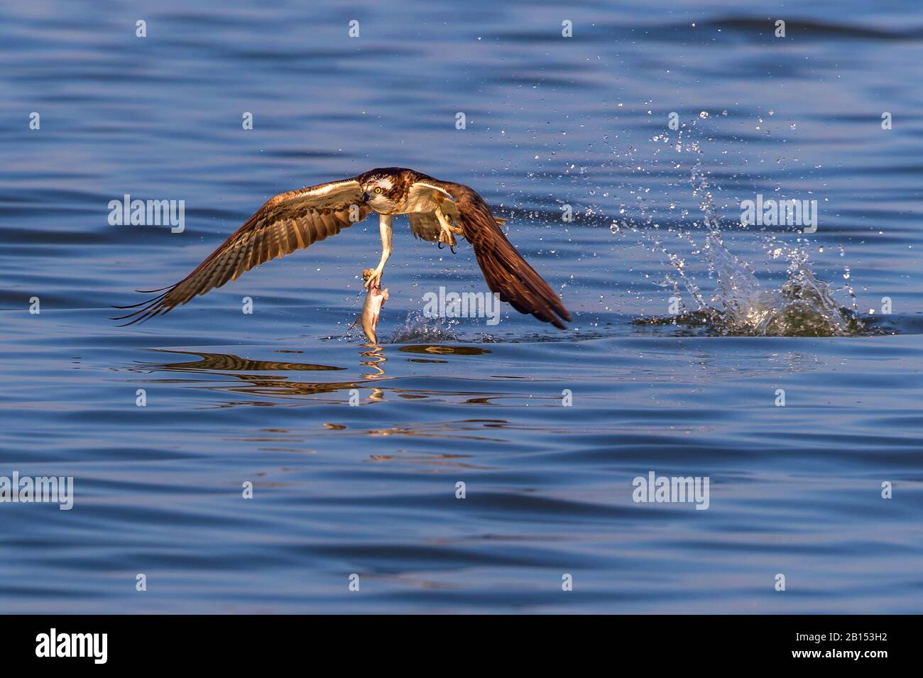 Osprey, faucon de poisson (Pandion haliaetus), proie de capture, Allemagne, Mecklembourg-Poméranie occidentale Banque D'Images