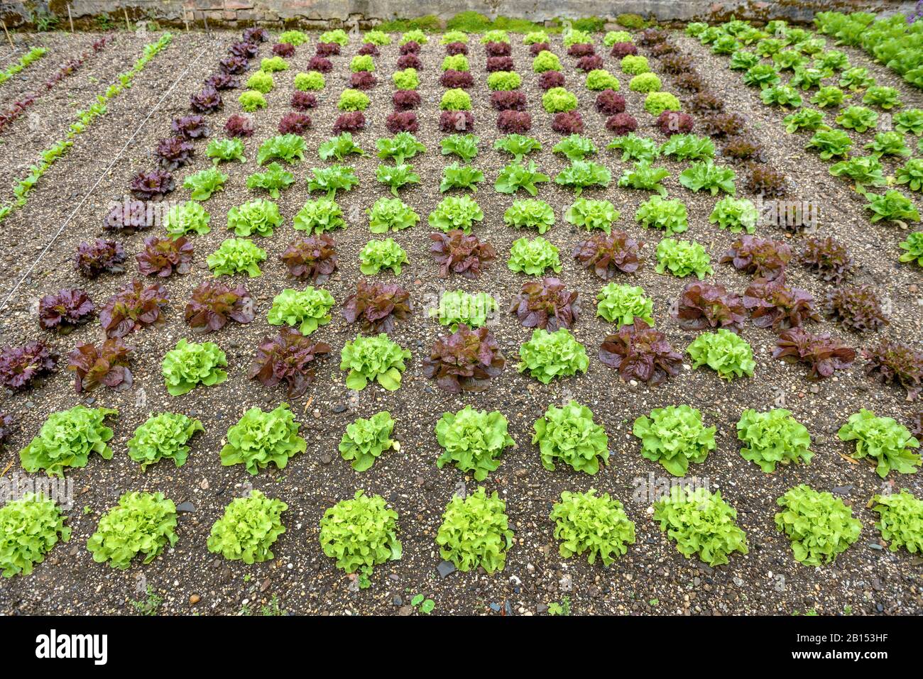 Laitue de jardin (Lactuca sativa), dans un jardin, Royaume-Uni, Angleterre Banque D'Images