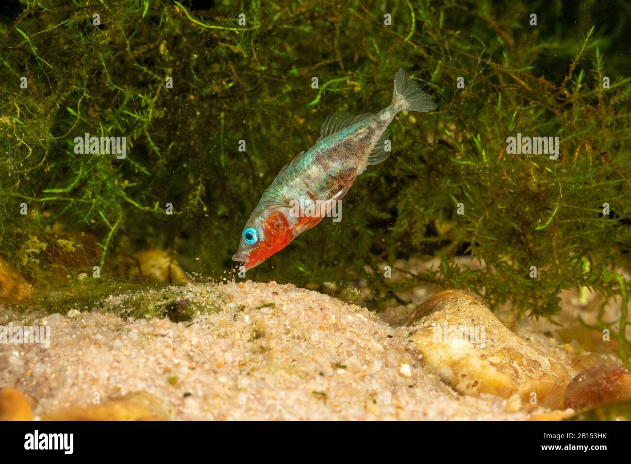 Poissons nicheurs Banque de photographies et d’images à haute — free download