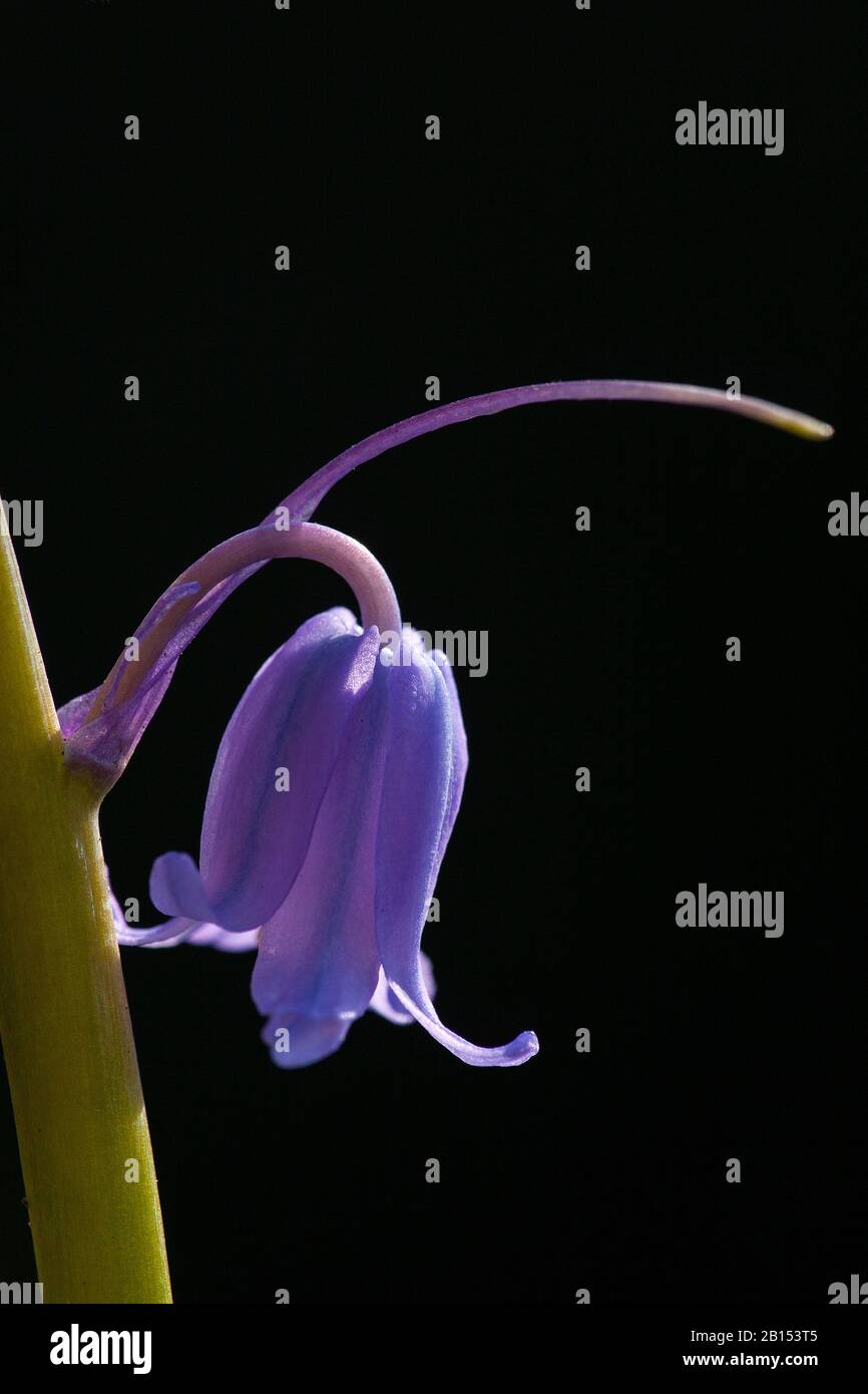 Atlantic bluebell (spécification de la jacinthoides), fleur unique, Pays-Bas, frison Banque D'Images