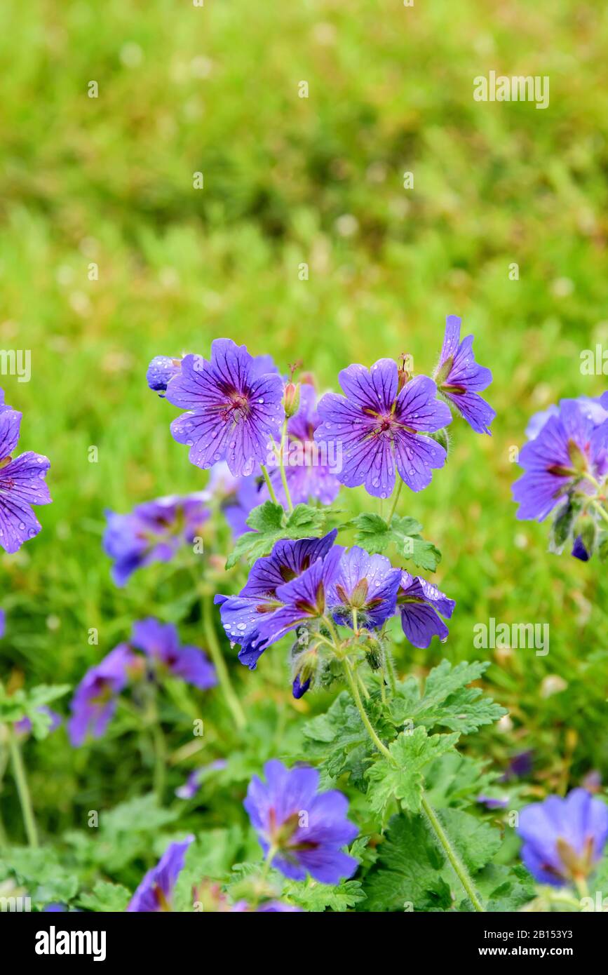 Géraniums (Géanium x magnificum 'Rosemoor', Géanium x magnifium Rosemoor), cultivar Rosemoor, Danemark, Syddanmark Banque D'Images