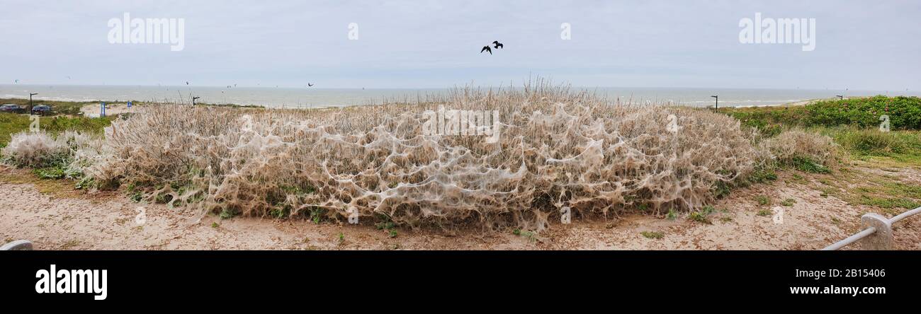 Papillons herminaux (Hyponomeutidae (Yponomeuutidae)), infestation de buissons de dunes, Pays-Bas Banque D'Images