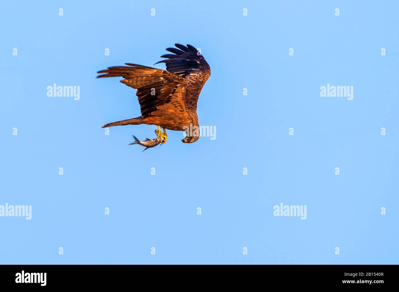 Cerf-volant noir, cerf-volant à bec jaune (Milvus migrans), avec proie, Allemagne, Mecklembourg-Poméranie occidentale Banque D'Images