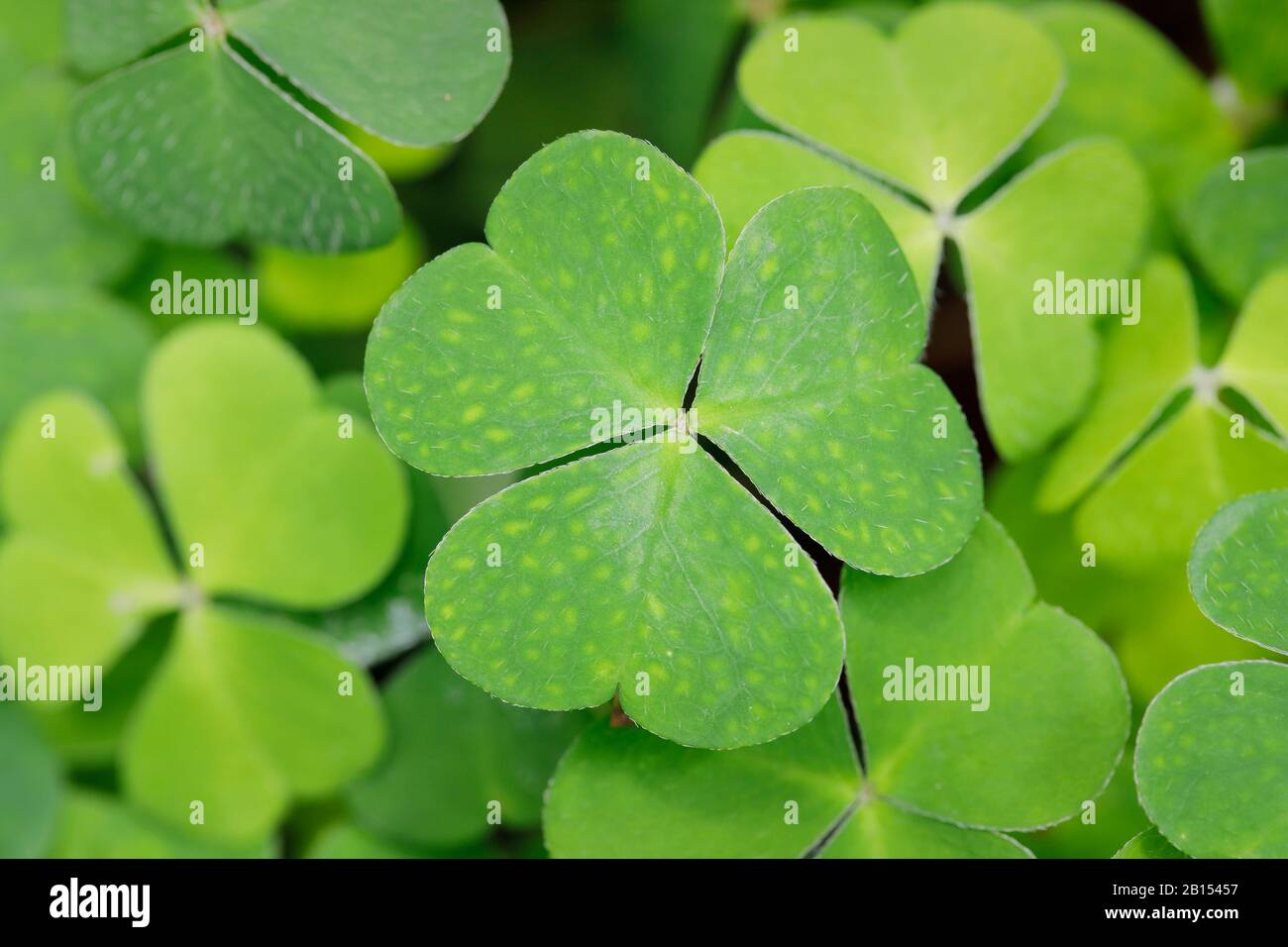 Oseille de bois commune, oseille de bois, shamrock irlandais (Oxalis acetosella), feuilles avec des folioles en forme de coeur, Suisse Banque D'Images