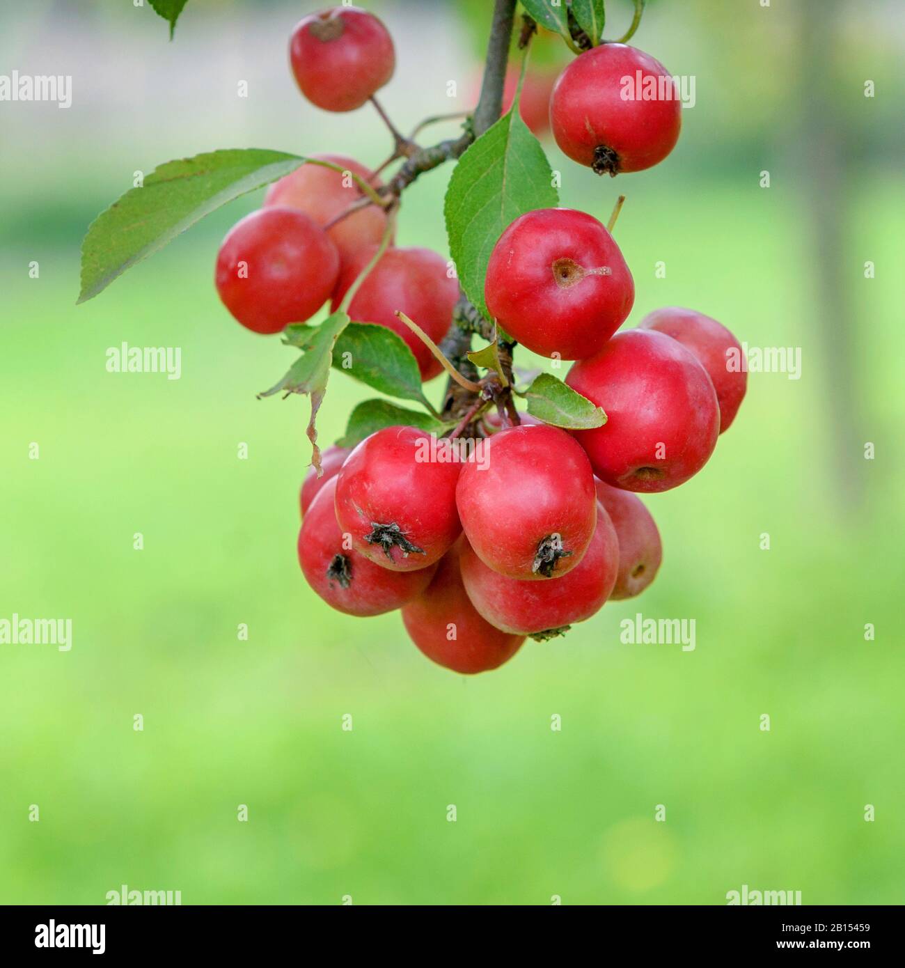 Pommier ornemental (Malus 'Hopa', Malus Hopa), cultivar Hopa, Allemagne Banque D'Images