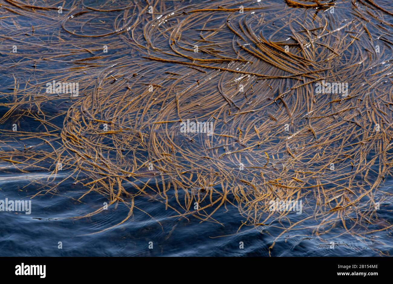 Thongweid, Himanthalia elongata, une algue brune, dans de l'eau de mer atlantique propre. Banque D'Images