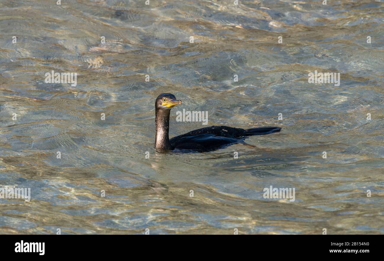 Cormorant commun, Phalacrocorax carbo, nourrissant des eaux peu profondes sur la côte rocheuse. Banque D'Images