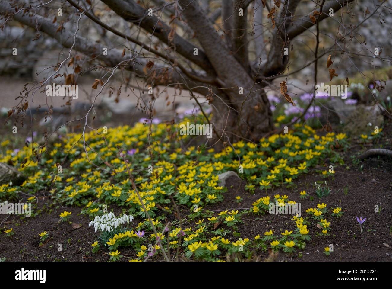 Eranthis hyemalis, les aconites aconites d'hiver Banque D'Images