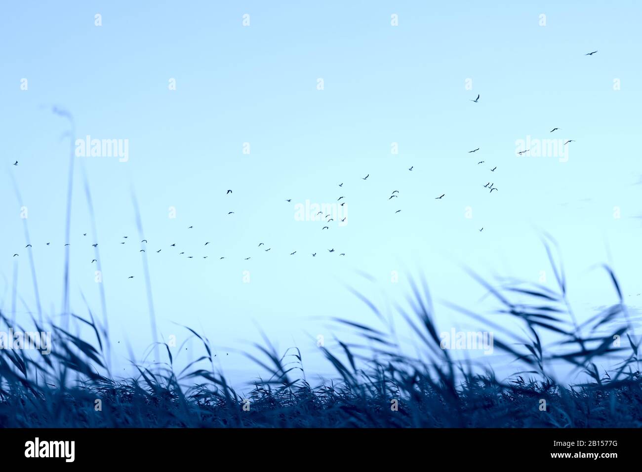 Beau paysage de soirée, coucher de soleil, un troupeau d'oiseaux volant sur l'herbe de prairie. Tons Banque D'Images