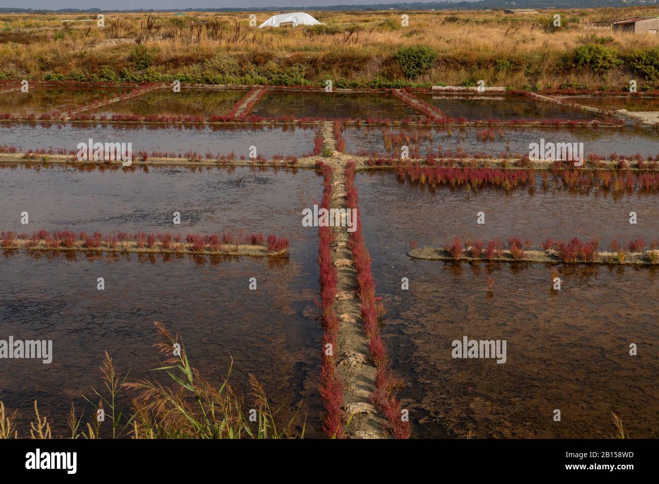 Saltpans autour de Guérande avec Samphir, en Bretagne, en automne, en France Banque D'Images