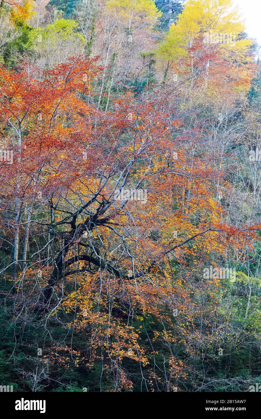 Paysage impressionniste. Couleurs d'automne dans le parc national d'Ordesa y Monte Perdido Banque D'Images