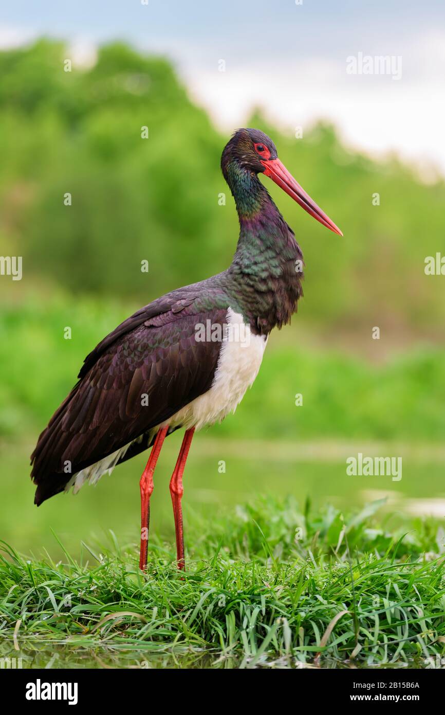Black Stork - Ciconia nigra, magnifique oiseau d'eau emblématique des eaux fraîches européennes, Hortobagy, Hongrie. Banque D'Images
