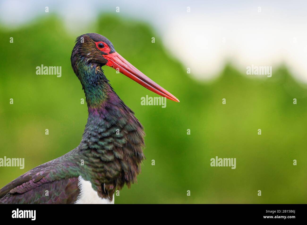 Black Stork - Ciconia nigra, magnifique oiseau d'eau emblématique des eaux fraîches européennes, Hortobagy, Hongrie. Banque D'Images
