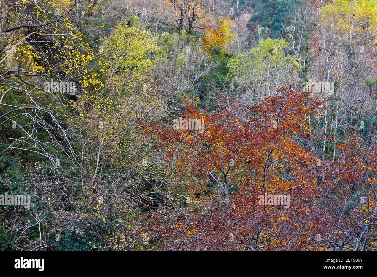 Paysage impressionniste. Couleurs d'automne dans le parc national d'Ordesa y Monte Perdido Banque D'Images