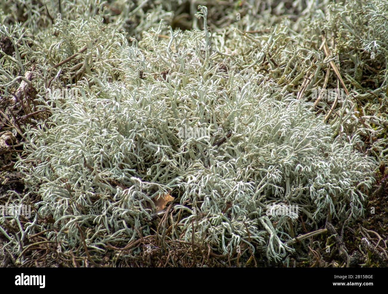 Gros plan sur le renne sauvage Lichen (Cladonia Rangiferina) dans une réserve naturelle de Brandebourg, Allemagne Banque D'Images
