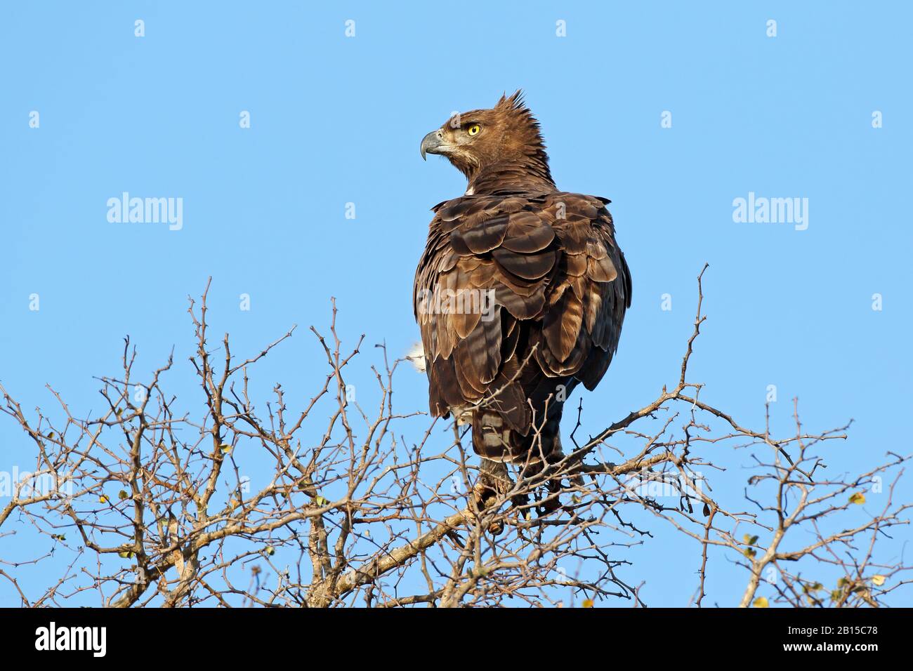 Un aigle martial (Polemaetus bellicosus) perché sur un arbre, Kruger National Park, Afrique du Sud Banque D'Images