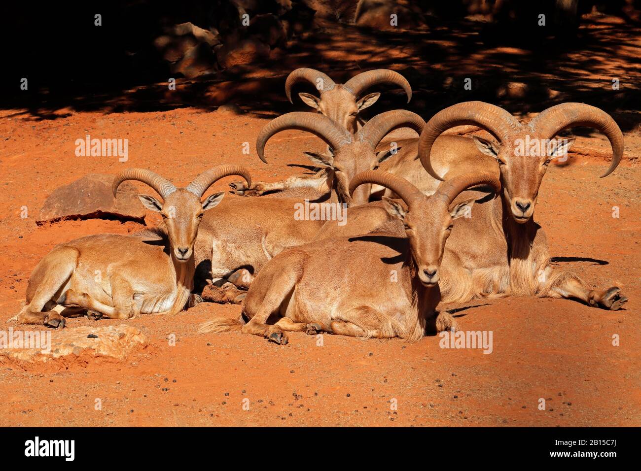 Un groupe de brebis barbares (Ammotragus lervia) reposant, Afrique du Nord Banque D'Images