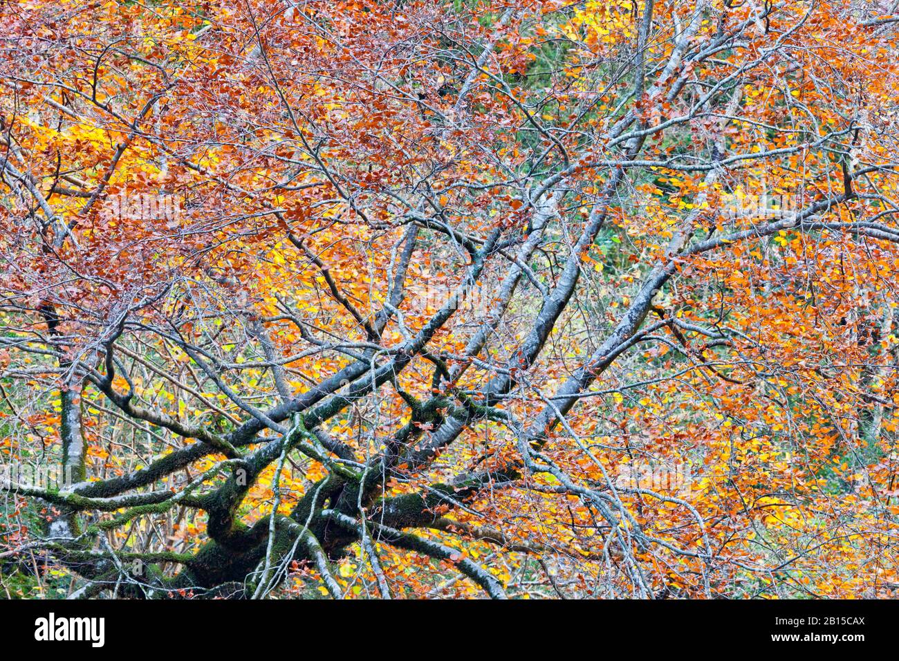 Paysage impressionniste. Couleurs d'automne dans le parc national d'Ordesa y Monte Perdido Banque D'Images