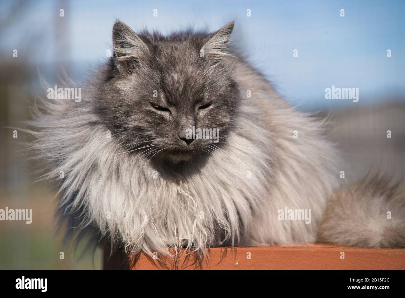 Joli Chat Angora Turc Avec Yeux Verts Et Fourrure Grise Longue Photo Stock Alamy