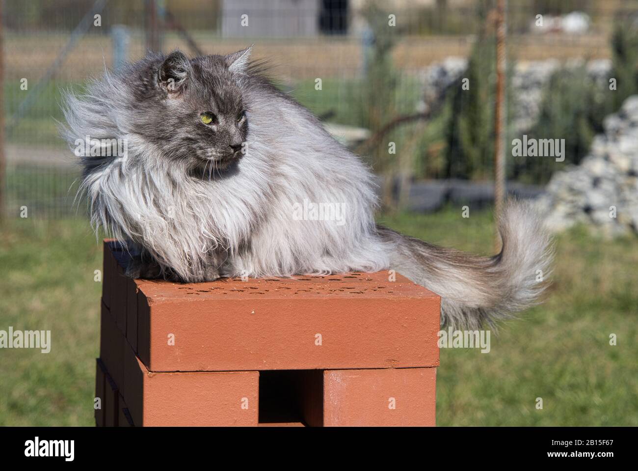Joli Chat Angora Turc Avec Yeux Verts Et Fourrure Grise Longue Photo Stock Alamy